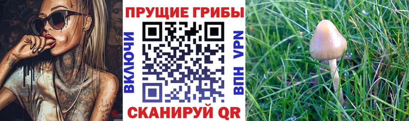 Галлюциногенные грибы мицелий Железногорск